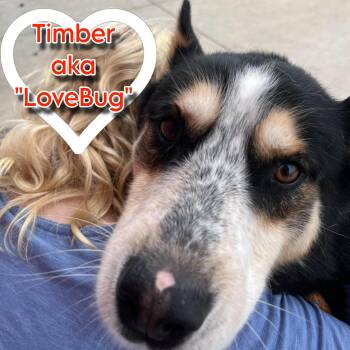 Timber -  Cattle Dog Dog for Adoption in Plainfield, Illinois - Timber | PetCurious