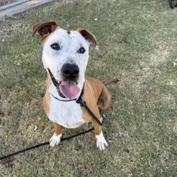 Jerry -  American Staffordshire Terrier Dog Available for Adoption in Tulare, California - Jerry | PetCurious