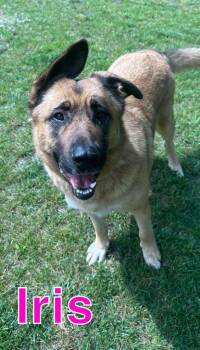 IRIS -  Shepherd and Labrador Retriever Dog for Adoption in Hastings, Michigan - IRIS | PetCurious