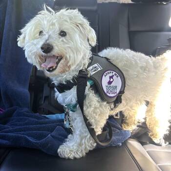 Rudy -  Mixed Breed Dog for Adoption in Murray, Utah - Rudy | PetCurious
