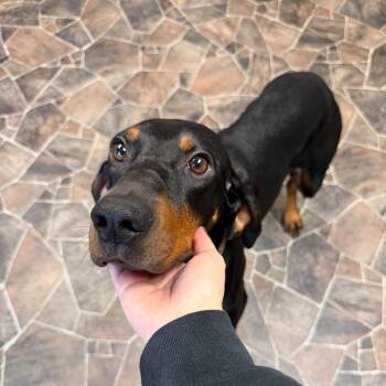 Serenity -  Black And Tan Coonhound Dog for Adoption in Sterling Heights, Michigan - Serenity | PetCurious
