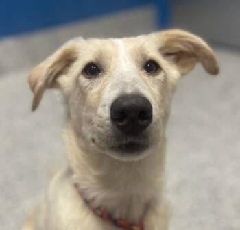 Feather -  Labrador Retriever Dog for Adoption in Golden, Colorado - Feather | PetCurious