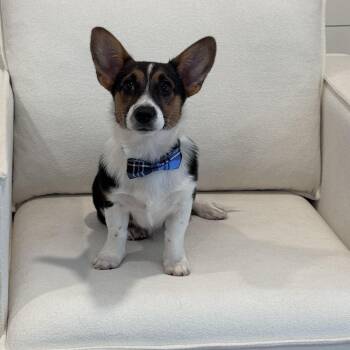 Taffy -  Pembroke Welsh Corgi Dog for Adoption in Bradenton, Florida - Taffy | PetCurious