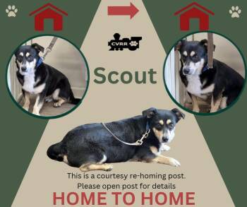 Scout (Home 2 Home) -  Corgi and Terrier Dog for Adoption in Lindsay, California - Scout (Home 2 Home) | PetCurious