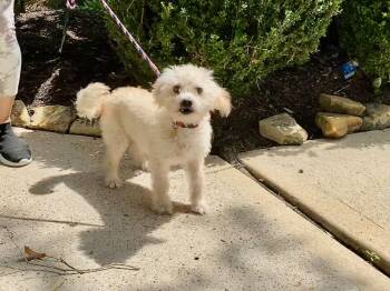 Toby -  Miniature Poodle Dog for Adoption in Houston, Texas - Toby | PetCurious