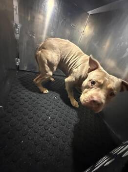 MARTIE -  American Bulldog and Mixed Breed Dog for Adoption in San Antonio, Texas - MARTIE | PetCurious