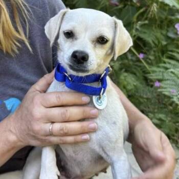 Angelica -  Pug Dog for Adoption in Larkfield-wikiup, California - Angelica | PetCurious