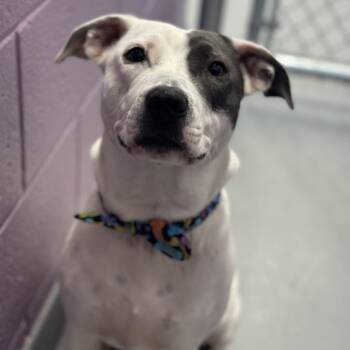 Gemma Rose -  Terrier and Mixed Breed Dog for Adoption in Mount Vernon, Indiana - Gemma Rose | PetCurious