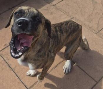 Canela -  Boxer and Mixed Breed Dog for Adoption in Shreveport, Louisiana - Canela | PetCurious