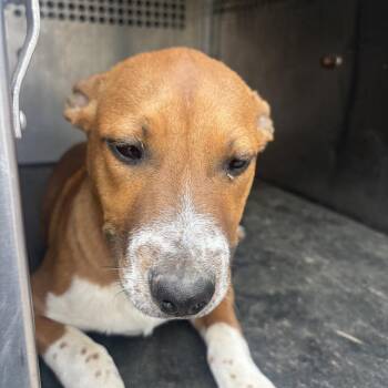 Pit Bull Terrier Dogs Available for Adoption in Birmingham, Alabama - Zero | PetCurious