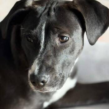 Pit Bull Terrier Dogs Available for Adoption in Seattle, Washington - Stevie Nicks (Rockstar Litter) - AVAILABLE | PetCurious