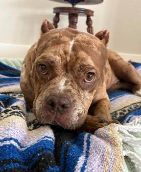 Marbles -  American Bulldog Dog for Adoption in Winter Garden, Florida - Marbles | PetCurious