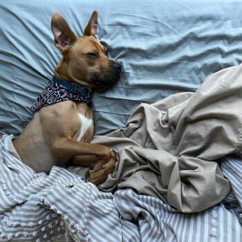 Truman -  Pit Bull Terrier and Black Mouth Cur Dog for Adoption in Bellingham, Washington - Truman | PetCurious