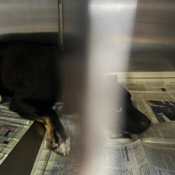 Mixed Breed Dogs Available for Adoption - Kipling | PetCurious