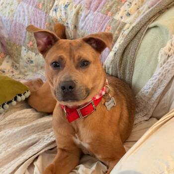 ENZO -  Carolina Dog and Black Mouth Cur Dog for Adoption - ENZO | PetCurious