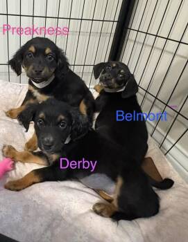 Beagle Dogs Available for Adoption in Newport, Kentucky - Belmont | PetCurious