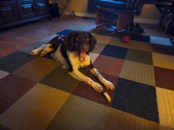 IN/Hershey -  Brittany Spaniel Dog for Adoption in Baldwinsville, New York - IN/Hershey | PetCurious