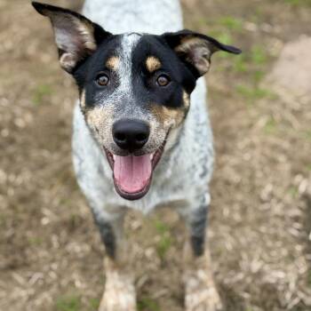 Hash Brown - DNA results are in -  Australian Shepherd and Great Pyrenees Dog for Adoption in Amarillo, Texas - Hash Brown - DNA Results Are In | PetCurious
