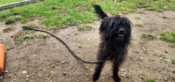MARCO 256-26 -  Terrier Dog for Adoption in Cambridge, Ohio - MARCO 256-26 | PetCurious