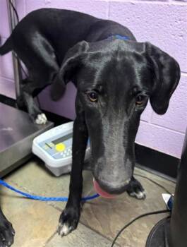 61731090 -  Mixed Breed Dog for Adoption in El Paso, Texas - 61731090 | PetCurious