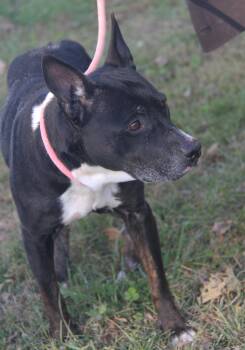 Rescue Terrier Dogs for Adoption in Marietta, Ohio - Rubble | PetCurious