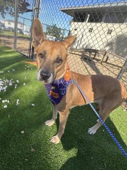 Mixed Breed Dogs Available for Adoption - PUMPKIN PIE | PetCurious