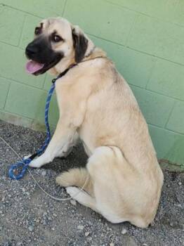 Rescue Anatolian Shepherd Dogs for Adoption in Butte, Montana - Athena | PetCurious