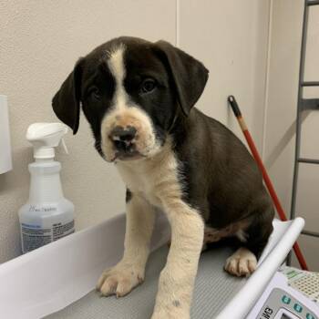 Pit Bull Terrier and Coonhound Dogs Available for Adoption in Morganton, North Carolina - Rowan | PetCurious
