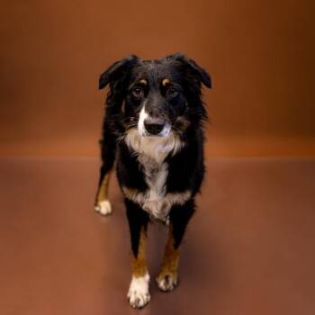 Ic2 Sheila -  Australian Shepherd Dog for Adoption in Lawrenceville, Georgia - Ic2 Sheila | PetCurious