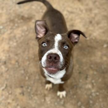 Labrador Retriever and Pit Bull Terrier Dogs Available for Adoption in Columbia, South Carolina - Jimmy | PetCurious