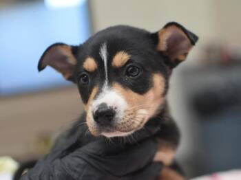 Tuna -  Shepherd and Australian Cattle Dog Blue Heeler Dog for Adoption in Portland, Oregon - Tuna | PetCurious