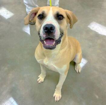 Troubadour "Tru" -  Labrador Retriever and Black Mouth Cur Dog for Adoption in Alexander, Arkansas - Troubadour "Tru" | PetCurious