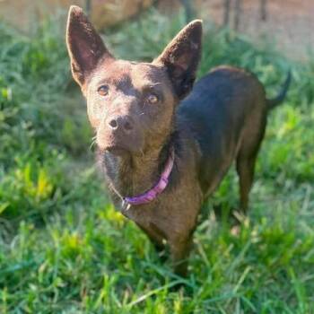 Astoria -  Mixed Breed Dog for Adoption in Fredericksburg, Virginia - Astoria | PetCurious
