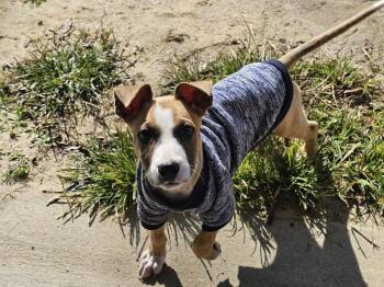 Rescue Pit Bull Terrier Dogs for Adoption in Willingboro, New Jersey - Jay Jay | PetCurious