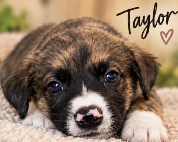 Taylor Sport -  Shepherd Dog for Adoption in Andover, Massachusetts - Taylor Sport | PetCurious