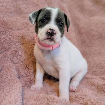 Labrador Retriever and Mastiff Dogs Available for Adoption in Fairfax Station, Virginia - Birdie Pup - Pipit | PetCurious
