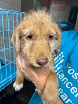 Ember -  Labrador Retriever and Terrier Dog for Adoption in Hopkinsville, Kentucky - Ember | PetCurious
