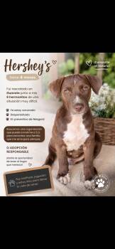 Hershey -  Chocolate Labrador Retriever Dog for Adoption in New York, New York - Hershey | PetCurious
