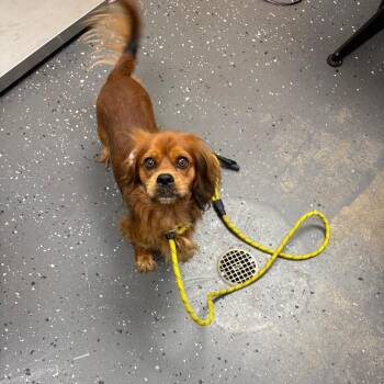 Harold -  Mixed Breed Dog for Adoption in Columbiana, Alabama - Harold | PetCurious