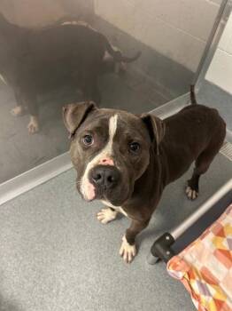 Wallace (in foster) -  Pit Bull Terrier and Mixed Breed Dog for Adoption in Fishers, Indiana - Wallace (in Foster) | PetCurious