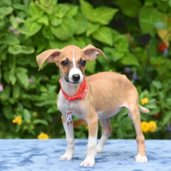 Sabine -  Terrier Dog for Adoption in Wake Forest, North Carolina - Sabine | PetCurious