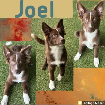Joel -  Australian Shepherd Dog for Adoption in Clearfield, Pennsylvania - Joel | PetCurious