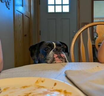 Cody *NEEDS FOSTER* -  Boxer Dog Available for Adoption in Woodbury, Minnesota - Cody *NEEDS FOSTER* | PetCurious
