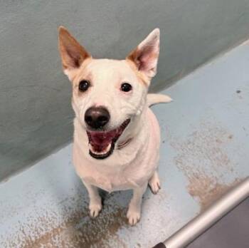 Rat Terrier Dogs Available for Adoption in Ogdensburg, New York - Pip | PetCurious