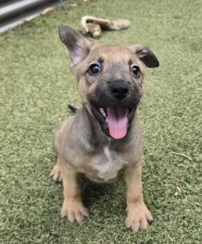 Monsoon -  German Shepherd Dog and Labrador Retriever Dog for Adoption in Apache Junction, Arizona - Monsoon | PetCurious