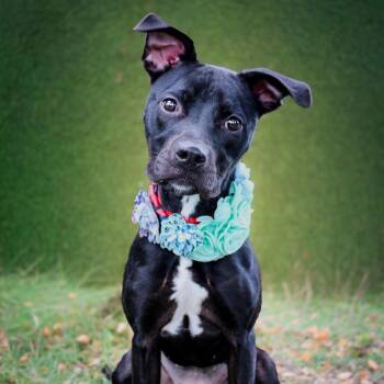 Bitty -  Mixed Breed Dog for Adoption in Lake Jackson, Texas - Bitty | PetCurious