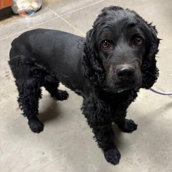 Cocker Spaniel Dogs Available for Adoption in Yuma, Arizona - Chicken Wing | PetCurious