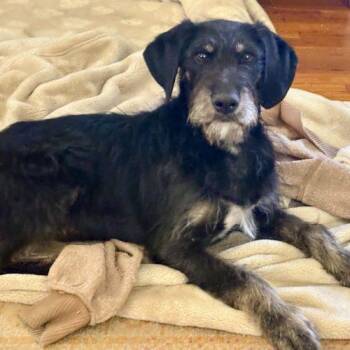 Labradoodle and Mixed Breed Dogs Available for Adoption in Leesburg, Alabama - Niko | PetCurious