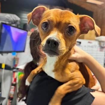 RUDY 653 -  Chihuahua Dog for Adoption in Indiantown, Florida - RUDY 653 | PetCurious