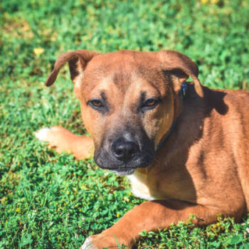 Rescue Mixed Breed Dogs for Adoption in Morristown, New Jersey - Dawson | PetCurious